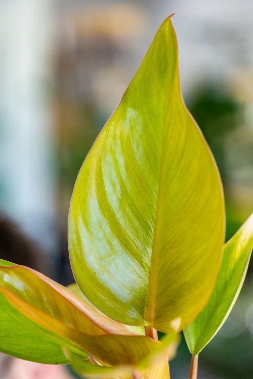 Philodendron MArs-2.jpg