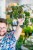 Philodendron Micans-1.jpg