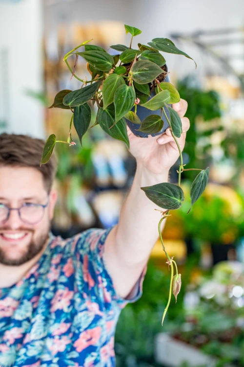 Philodendron Micans-1.jpg