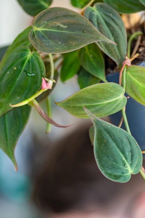 Philodendron Micans-2.jpg