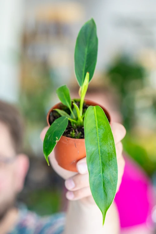 Philodendron Patriciae-3.jpg