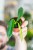 Philodendron Patriciae-4.jpg