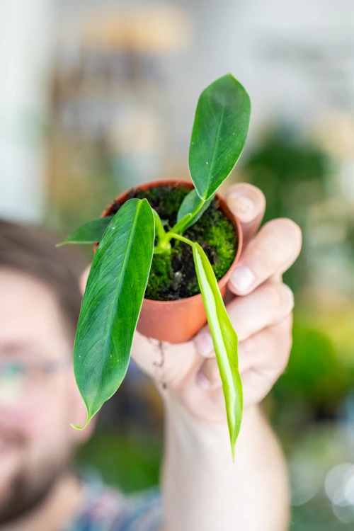 Philodendron Patriciae-4.jpg