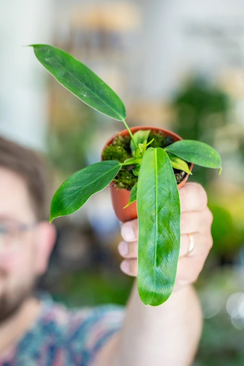Philodendron Patriciae-2.jpg