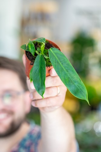 Philodendron Patriciae-1.jpg