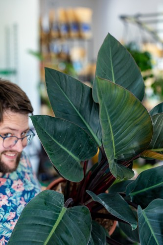 Philodendron Congo-2.jpg