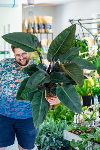 Philodendron Congo-1.jpg