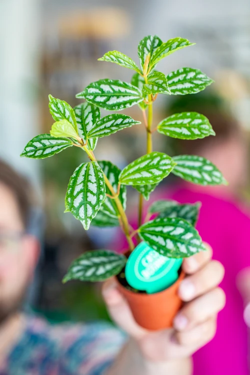 Pilea-1.jpg
