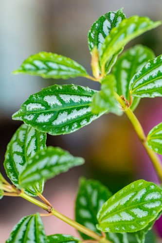 Pilea-2.jpg