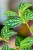 Pilea-2.jpg