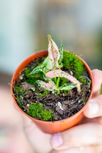Syngonium Pink Rolli-2.jpg