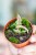 Syngonium Pink Rolli-2.jpg