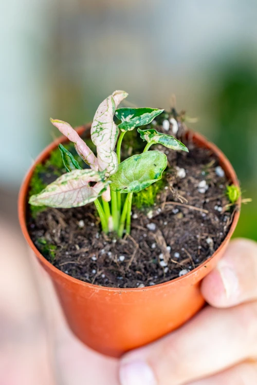 Syngonium Pink Rolli-3.jpg