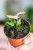 Syngonium Pink Rolli-4.jpg