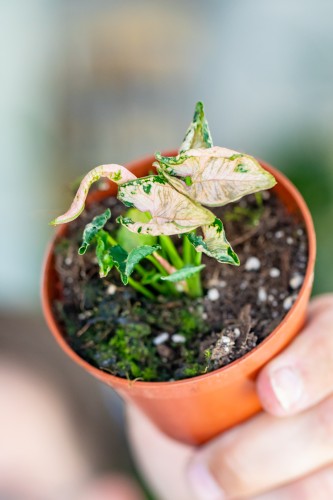 Syngonium Pink Rolli-1.jpg