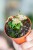 Syngonium Pink Rolli-1.jpg