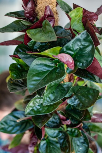 Syngonium Red Arrow-2.jpg