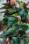 Syngonium Red Arrow-2.jpg