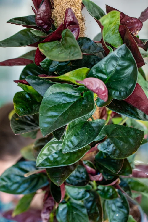 Syngonium Red Arrow-2.jpg