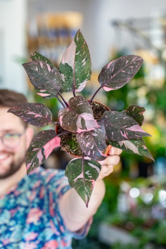Philodendron Pink Princess Marble-1.jpg