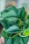 Scindapsus Moonshine-2.jpg
