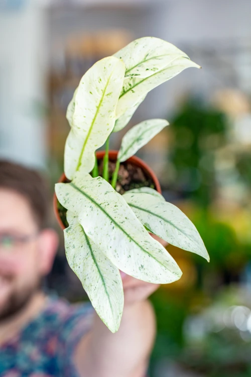 Rhaphidophora Puberula-4.jpg