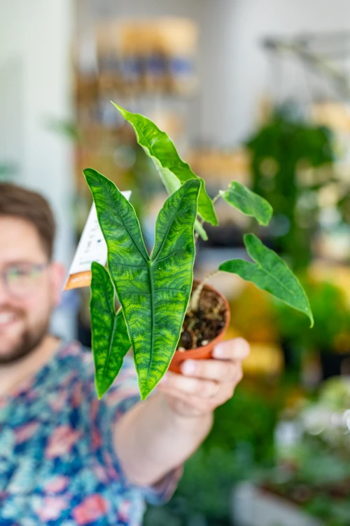 Alocasia Reticualat-2.jpg