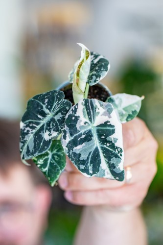 Alocasia Ninja Mint Variegata-4.jpg