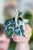 Alocasia Ninja Mint Variegata-4.jpg