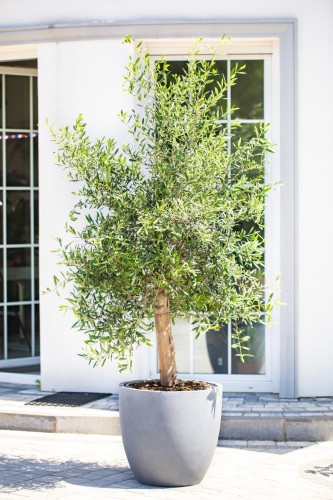 !OLEA-1.jpg