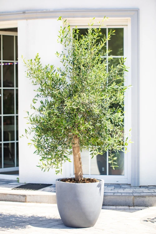 !OLEA-1.jpg