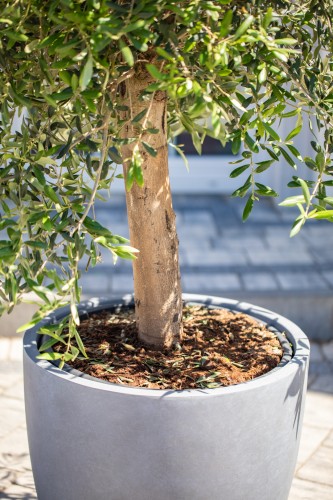 !OLEA-2.jpg