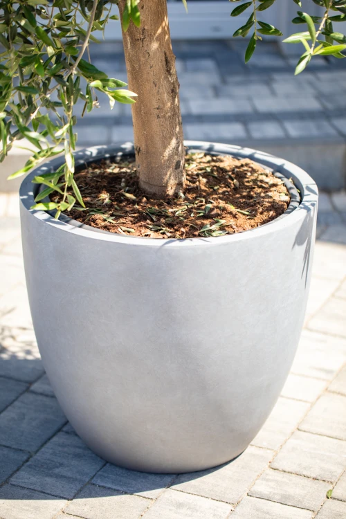 !OLEA-3.jpg