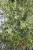 !OLEA-4.jpg