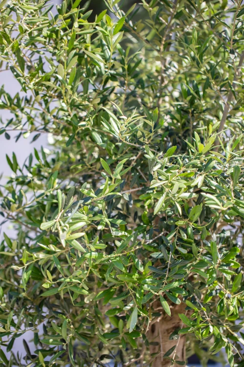 !OLEA-4.jpg