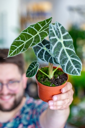 Alocasia WAtsoniana Ligtning-1.jpg