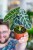 Alocasia WAtsoniana Ligtning-1.jpg