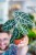 Alocasia WAtsoniana Ligtning-2.jpg