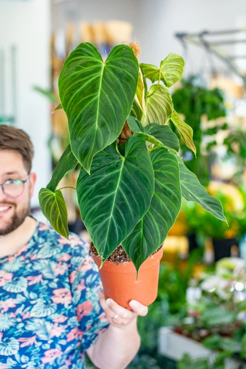Philodendron Splendid-1.jpg