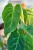 Philodendron Splendid-2.jpg