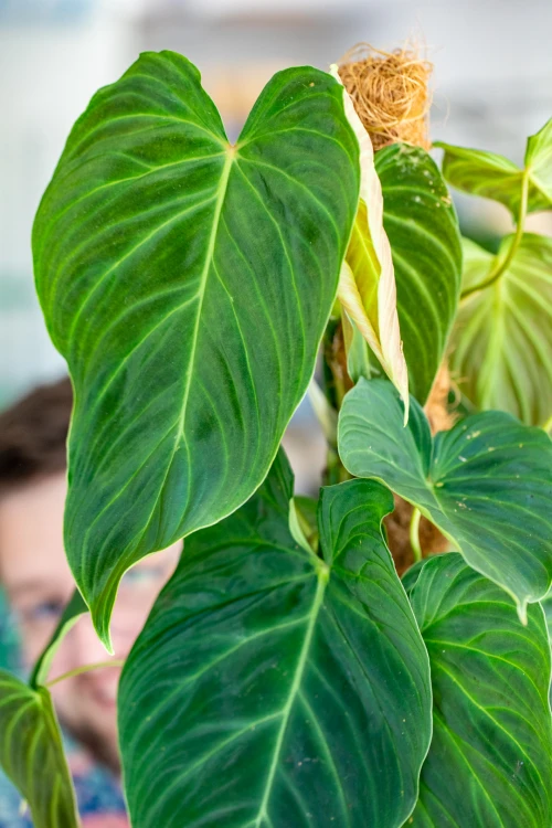 Philodendron Splendid-2.jpg