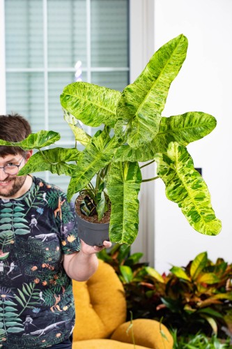 Philodendron Paraiso Verde-2.jpg