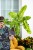 Philodendron Paraiso Verde-2.jpg