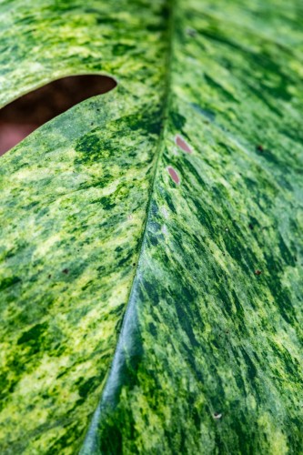 Epipremnum Mint INSTA-3.jpg