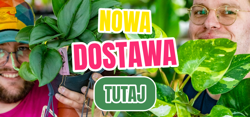 Nowa dostawa